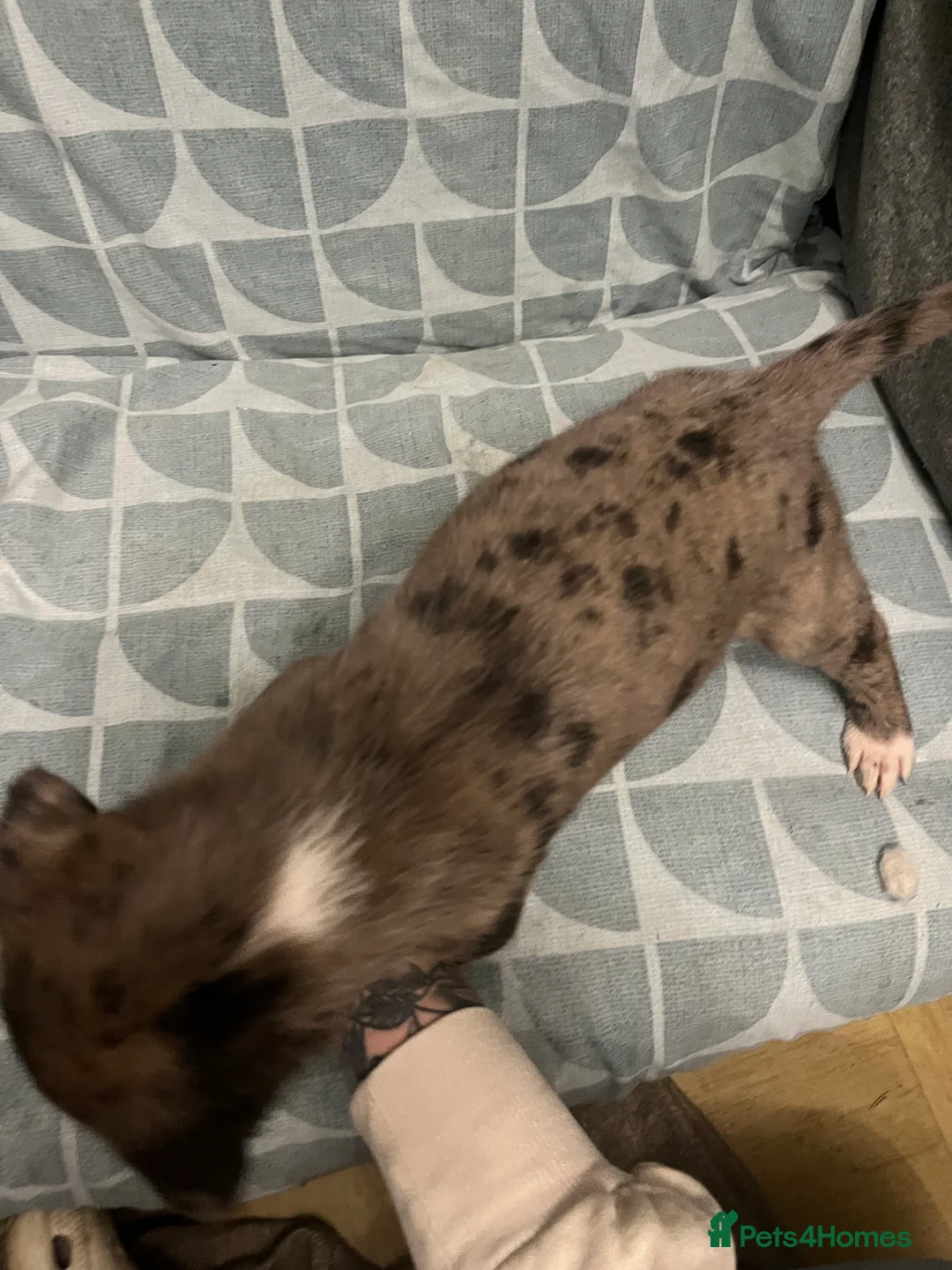 Mixed Breed dogs for sale: Beautiful Merle Caucasian corso - Advert 10