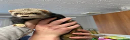 Ferret rodents for sale: Male Ferret - Rocket  - Advert 3