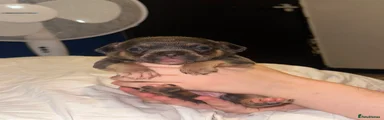 Mixed Breed 2