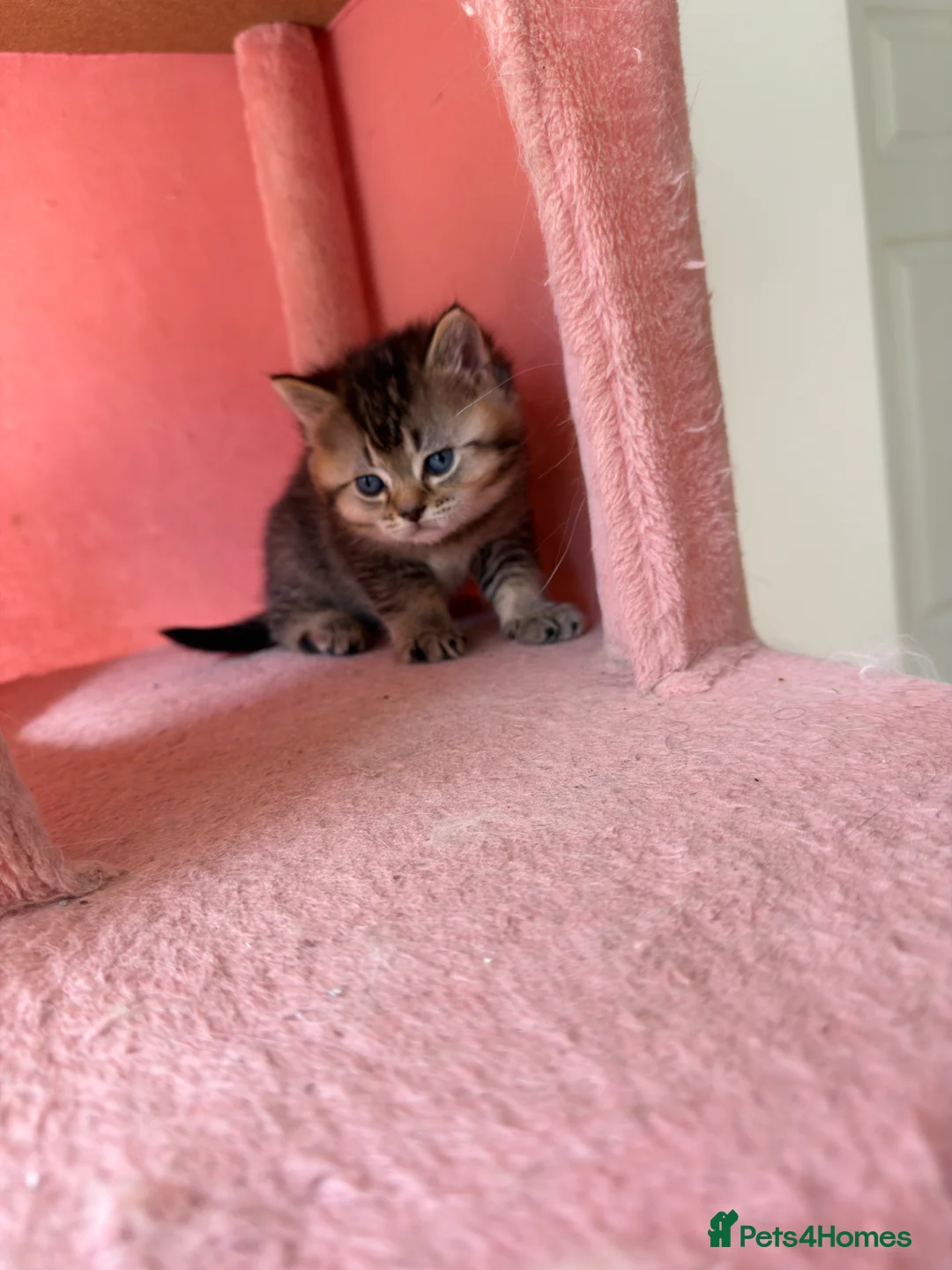 British Shorthair cats for sale: Adorable Golden British Shorthair Kitten - Advert 2