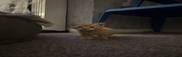 Mixed Breed cats for sale: 3 beautiful ginger kittens looking for 🏡🧡🫶🏻 - Advert 21