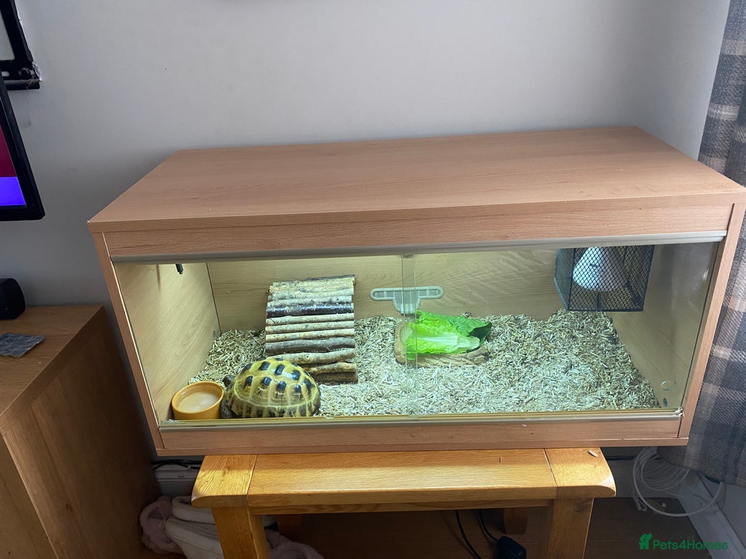 Tortoise reptiles for sale:  Horsefield Tortoise and Full Vivarium Set Up  - Image 8