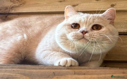 British Shorthair cats for sale: Fawn tortie girl  - Advert 13