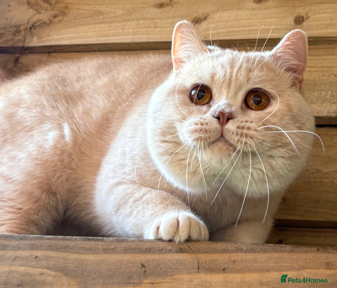 British Shorthair cats for sale: Fawn tortie girl  - Advert 13