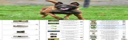 Belgian Shepherd Dog dogs for sale: Exclusive bloodlines  - Advert 3