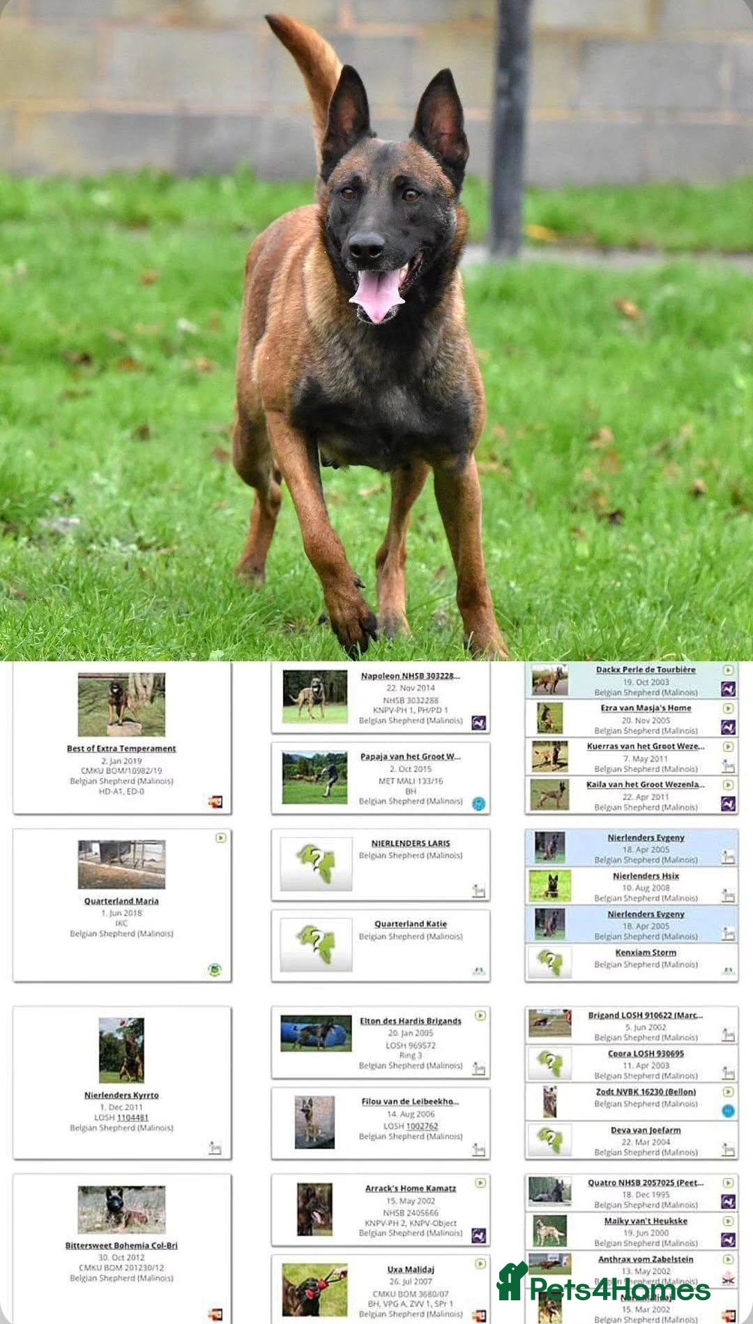 Belgian Shepherd Dog dogs for sale: Exclusive bloodlines  - Advert 3