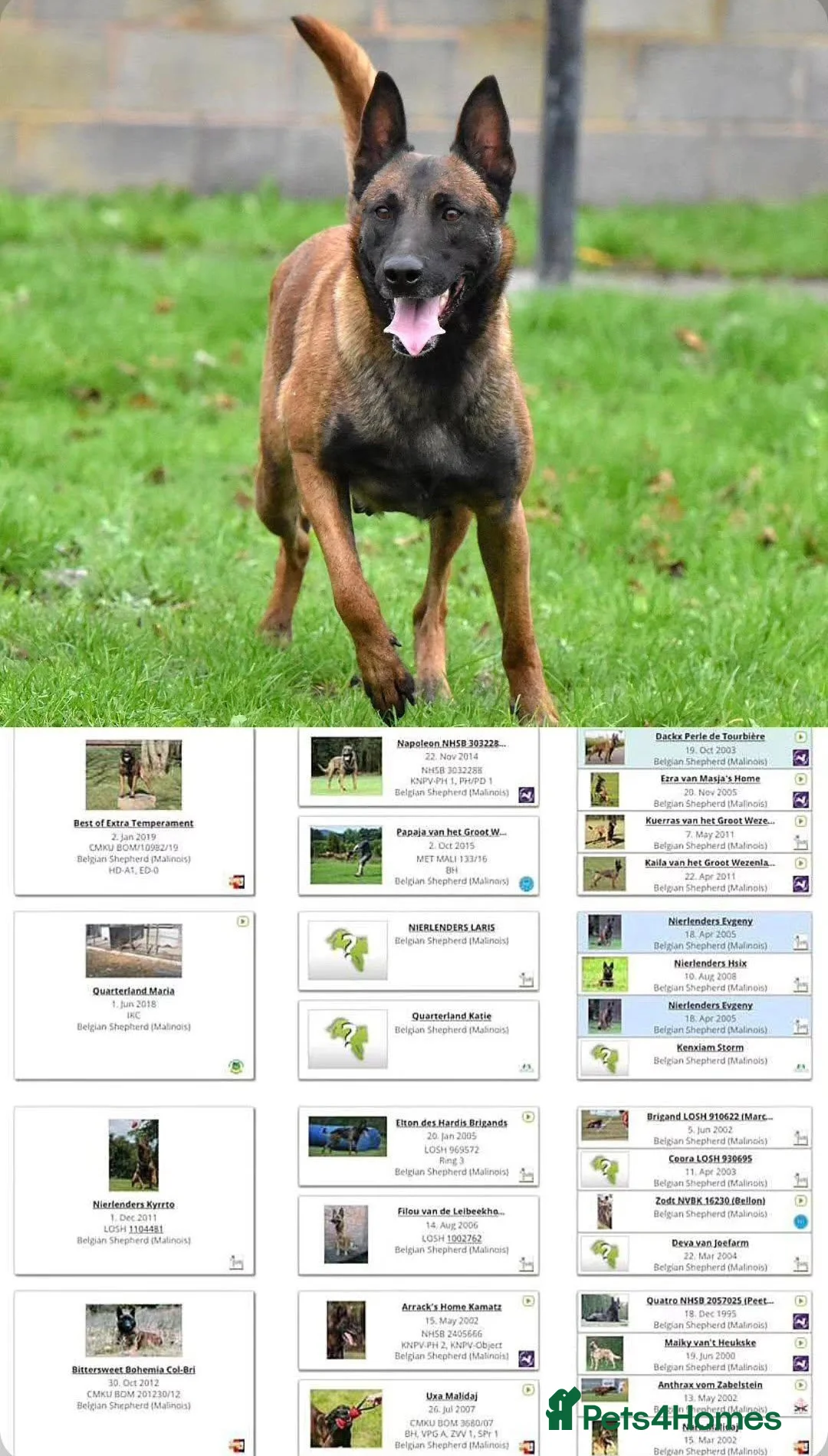 Belgian Shepherd Dog dogs for sale: Exclusive bloodlines  - Advert 23