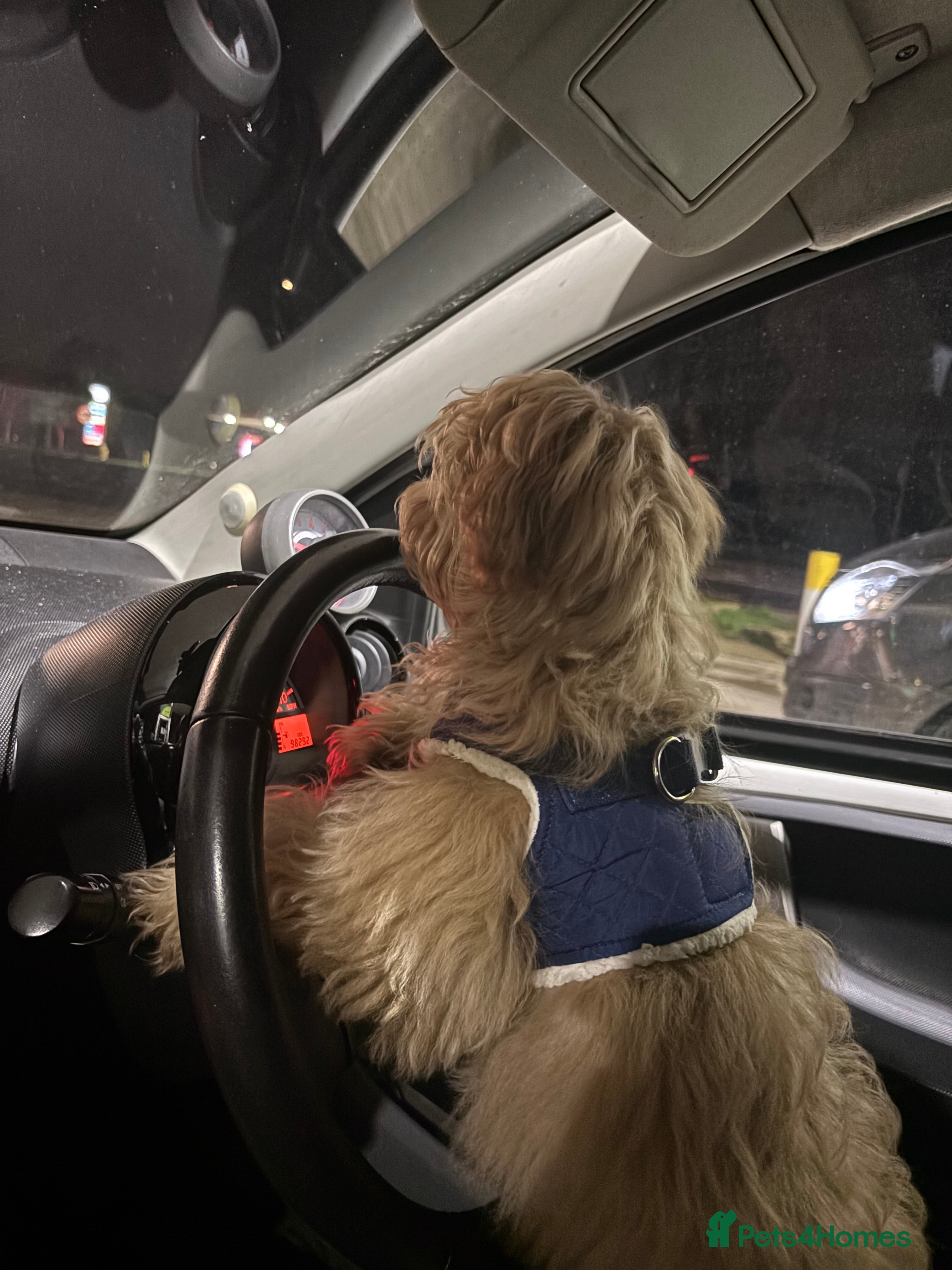 Maltipoo dogs A little Maltipoo is looking for a family 🐶💛 - Advert 16