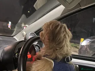 Maltipoo dogs A little Maltipoo is looking for a family 🐶💛 - Advert 16