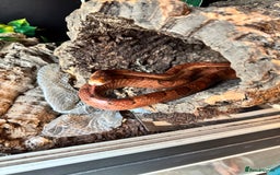 Corn Snake reptiles for sale: Female Corn Snake - Image 2