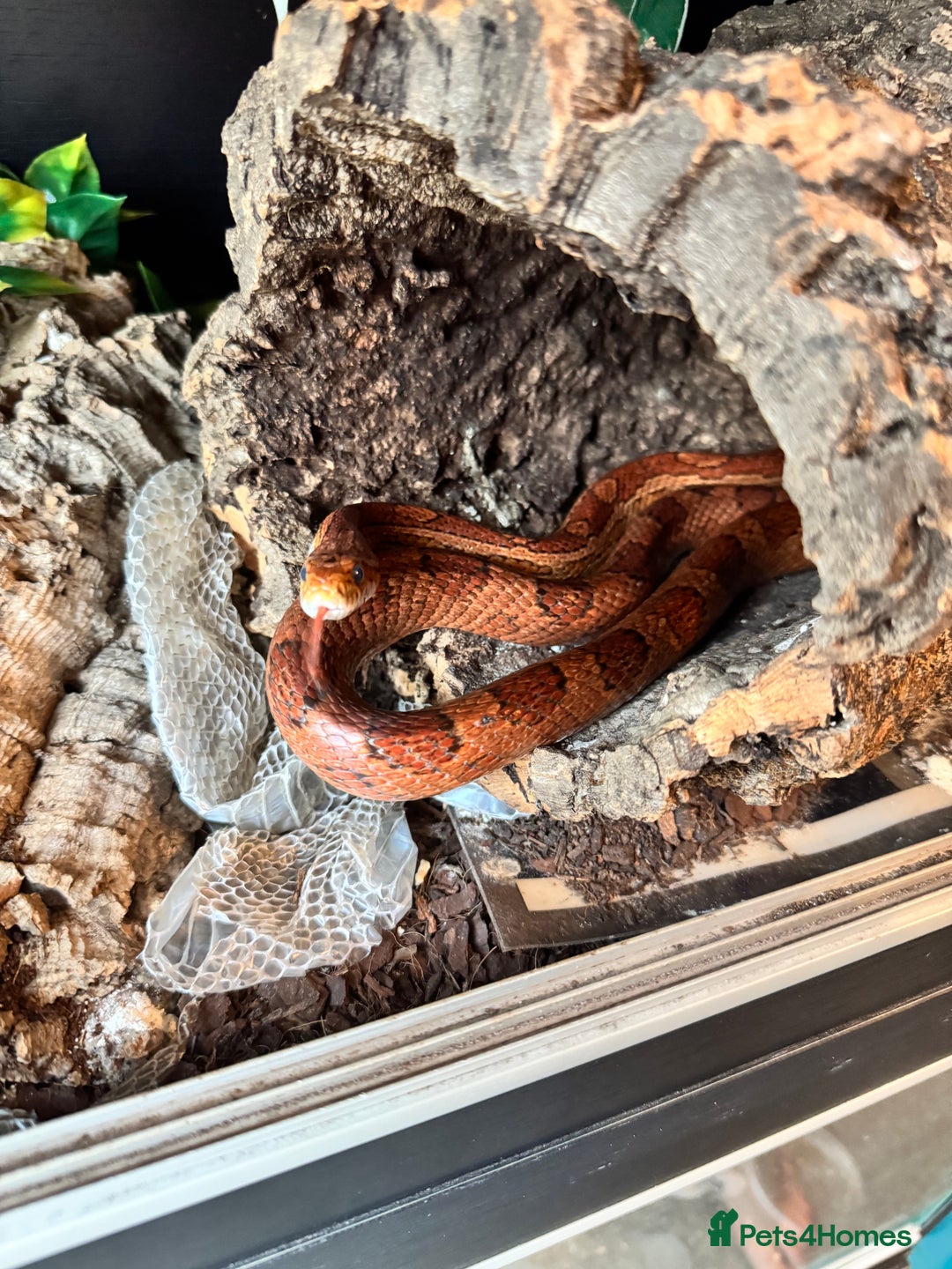 Corn Snake reptiles for sale: Female Corn Snake - Image 2