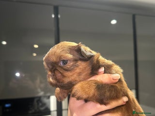 Shih Tzu dogs kC Imperial Shih tzu - Advert 5