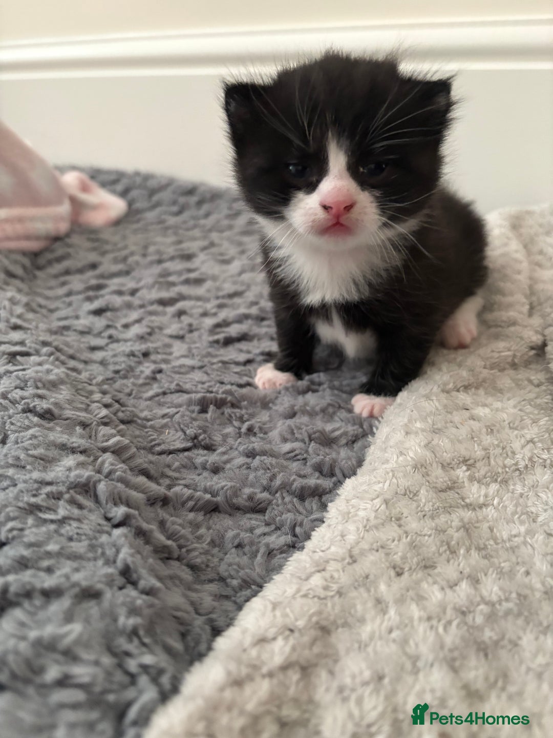 Mixed Breed cats for sale: Gorgeous little boy  - Image 9