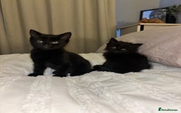 Mixed Breed cats for sale: 5 beautiful kittens - Advert 1