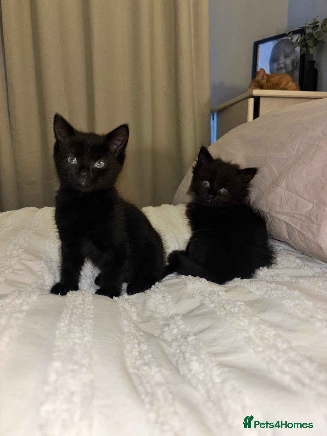 Mixed Breed cats for sale: 5 beautiful kittens - Advert 1