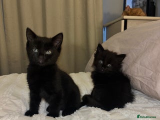 Mixed Breed cats - Advert 28