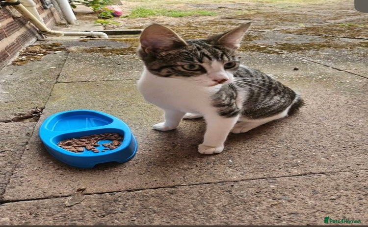 Domestic Shorthair cats - Advert 15