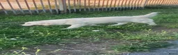 Golden Retriever dogs for sale: Kc golden retrievers  - Advert 2