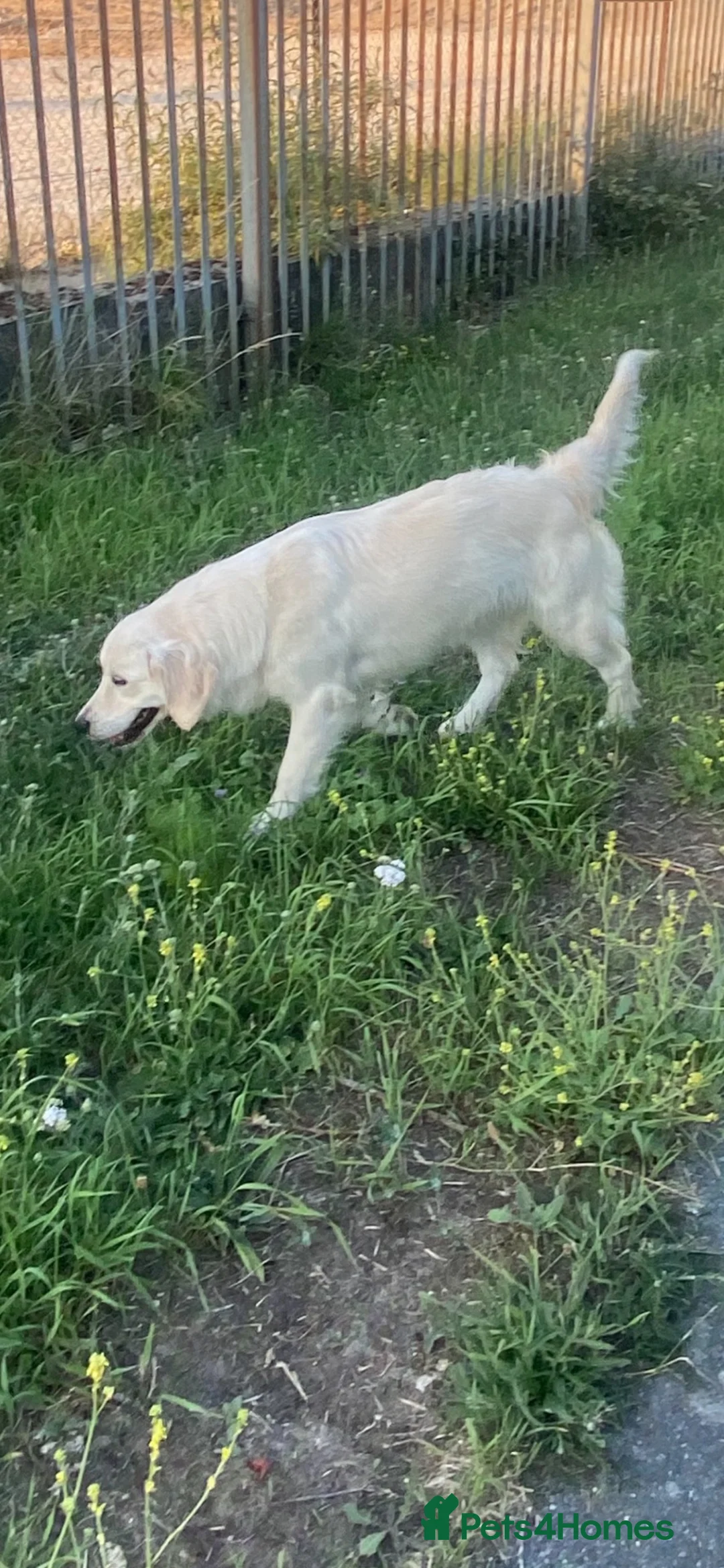 Golden Retriever dogs for sale: Kc golden retrievers  - Advert 2