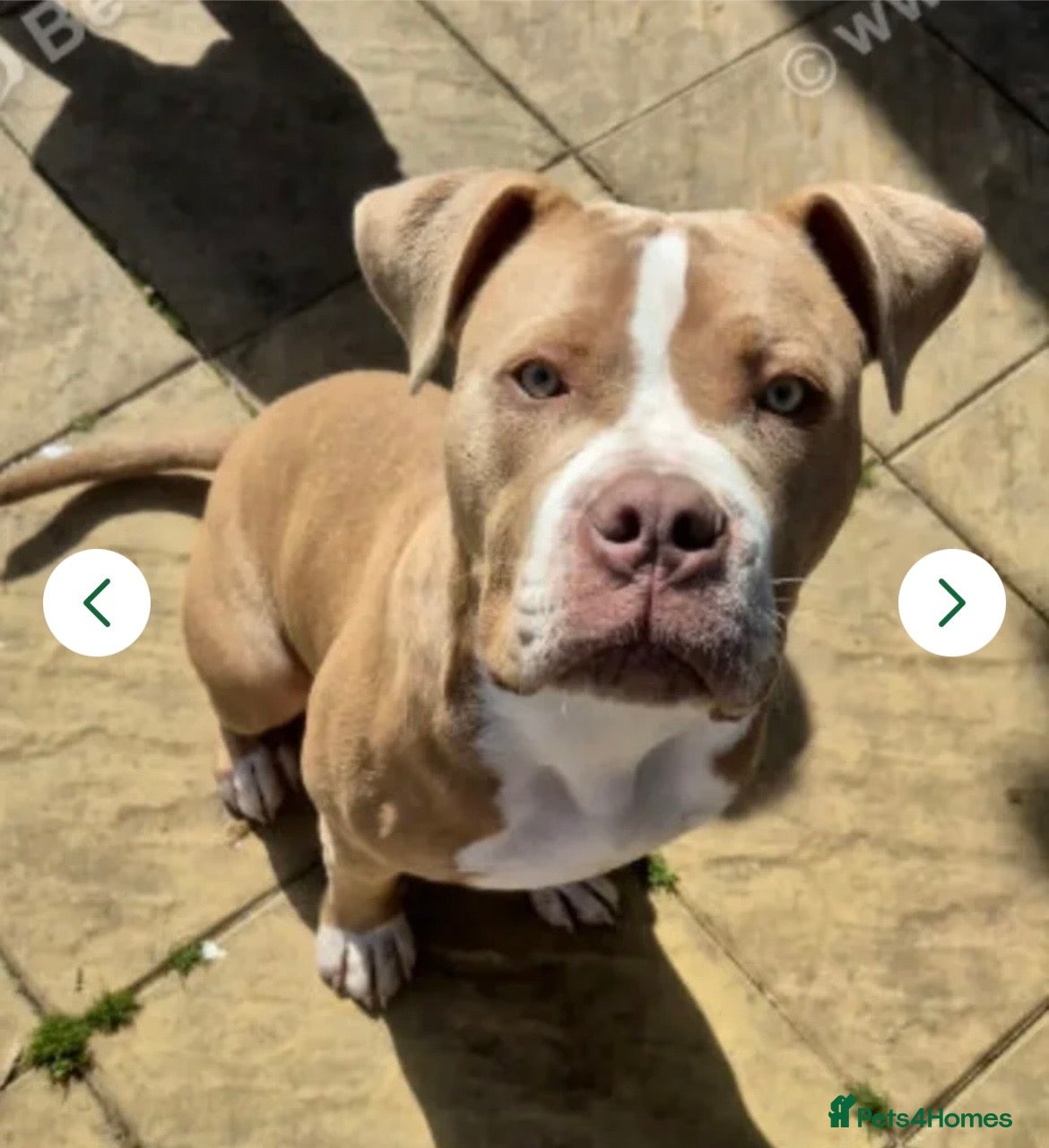 Mixed Breed dogs 8-Month-Old Boxer/Staffy Cross  - Advert 4