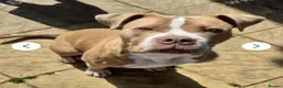 Mixed Breed dogs for sale: 8-Month-Old Boxer/Staffy Cross  in Ipswich - Advert 1