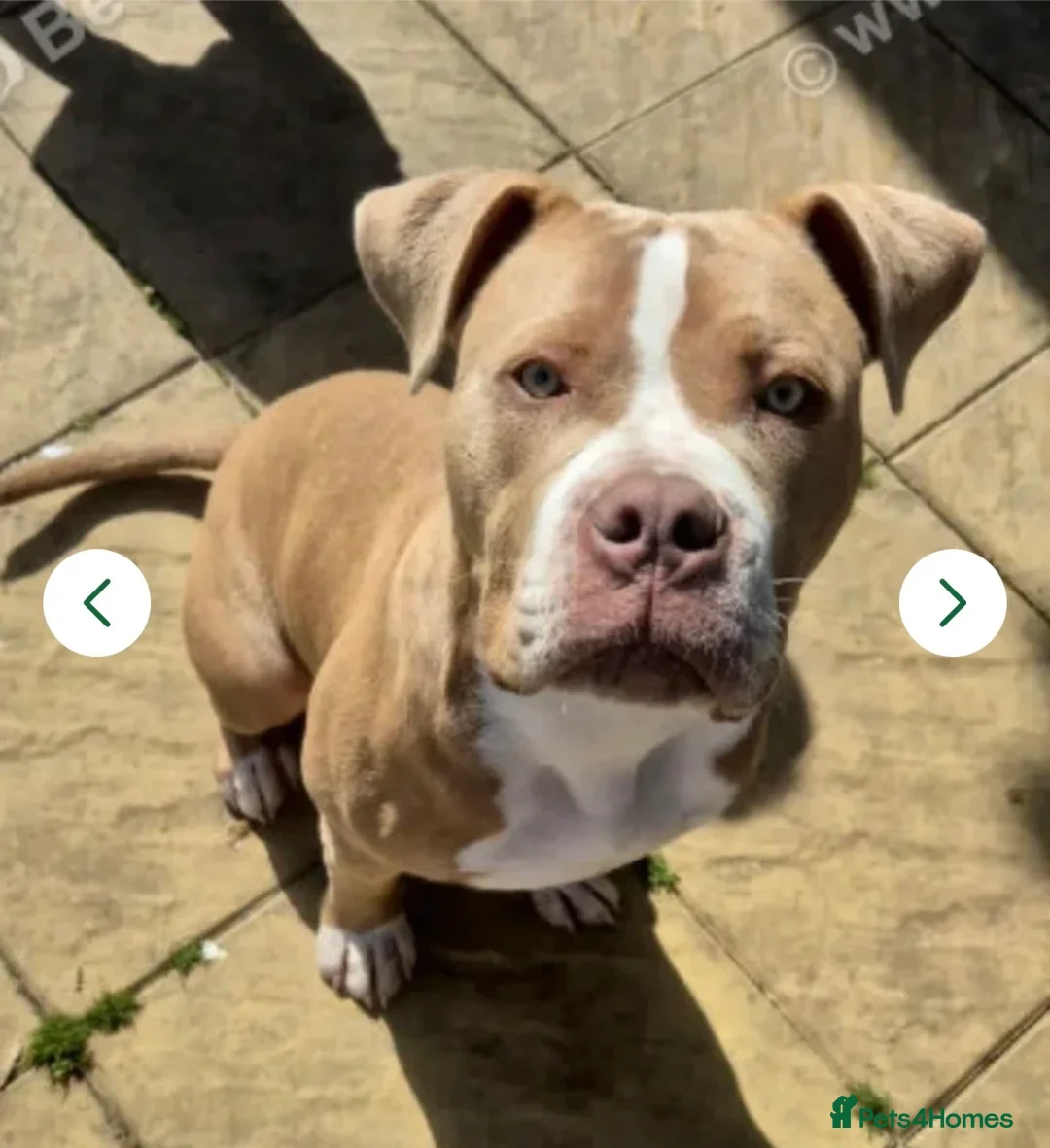 Mixed Breed dogs for sale: 8-Month-Old Boxer/Staffy Cross  in Ipswich - Advert 1