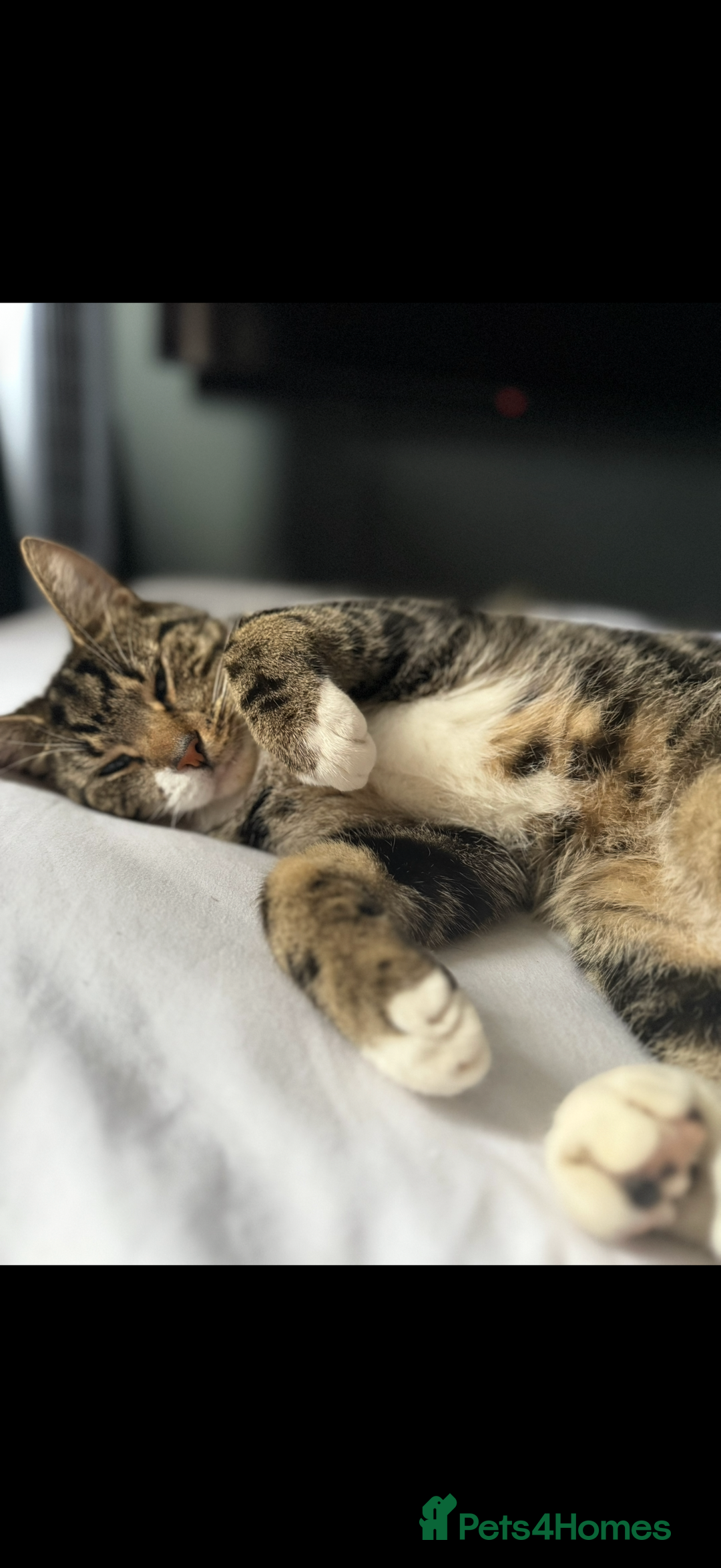 Domestic Shorthair cats for sale: Bailey - Advert 3