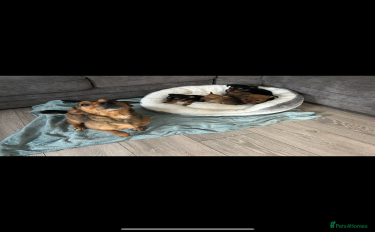 Mixed Breed dogs - Advert 7