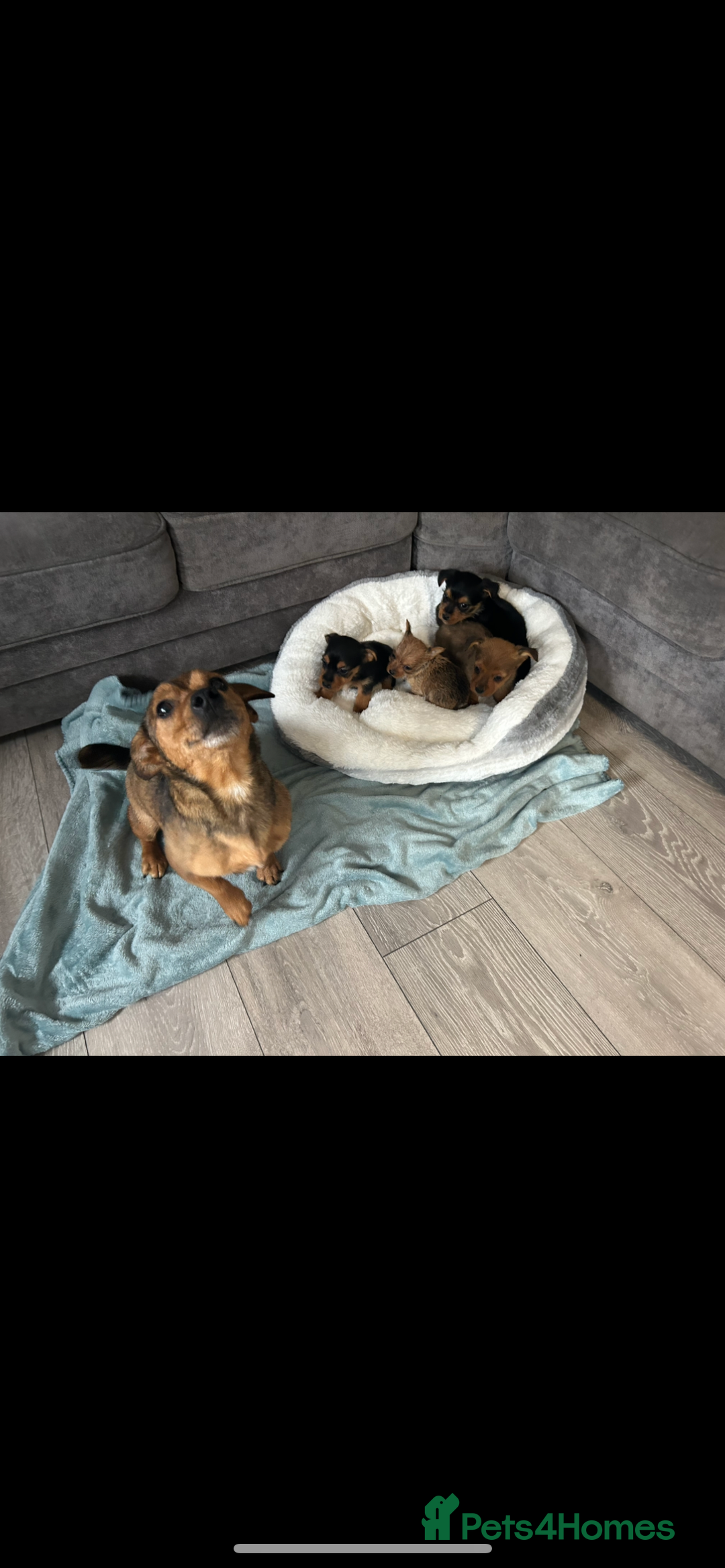 Mixed Breed dogs for sale: Yorkshire Terrier x jack Russel  - Image 1