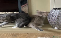 Siberian cats for sale: Siberian GCCF. kittens  - Image 11
