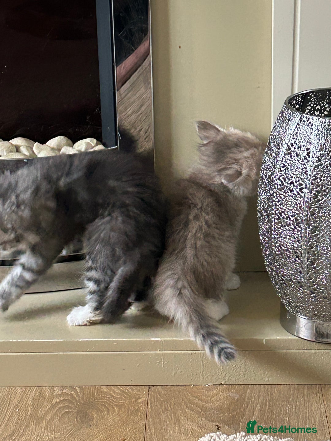 Siberian cats for sale: Siberian GCCF. kittens  - Image 11
