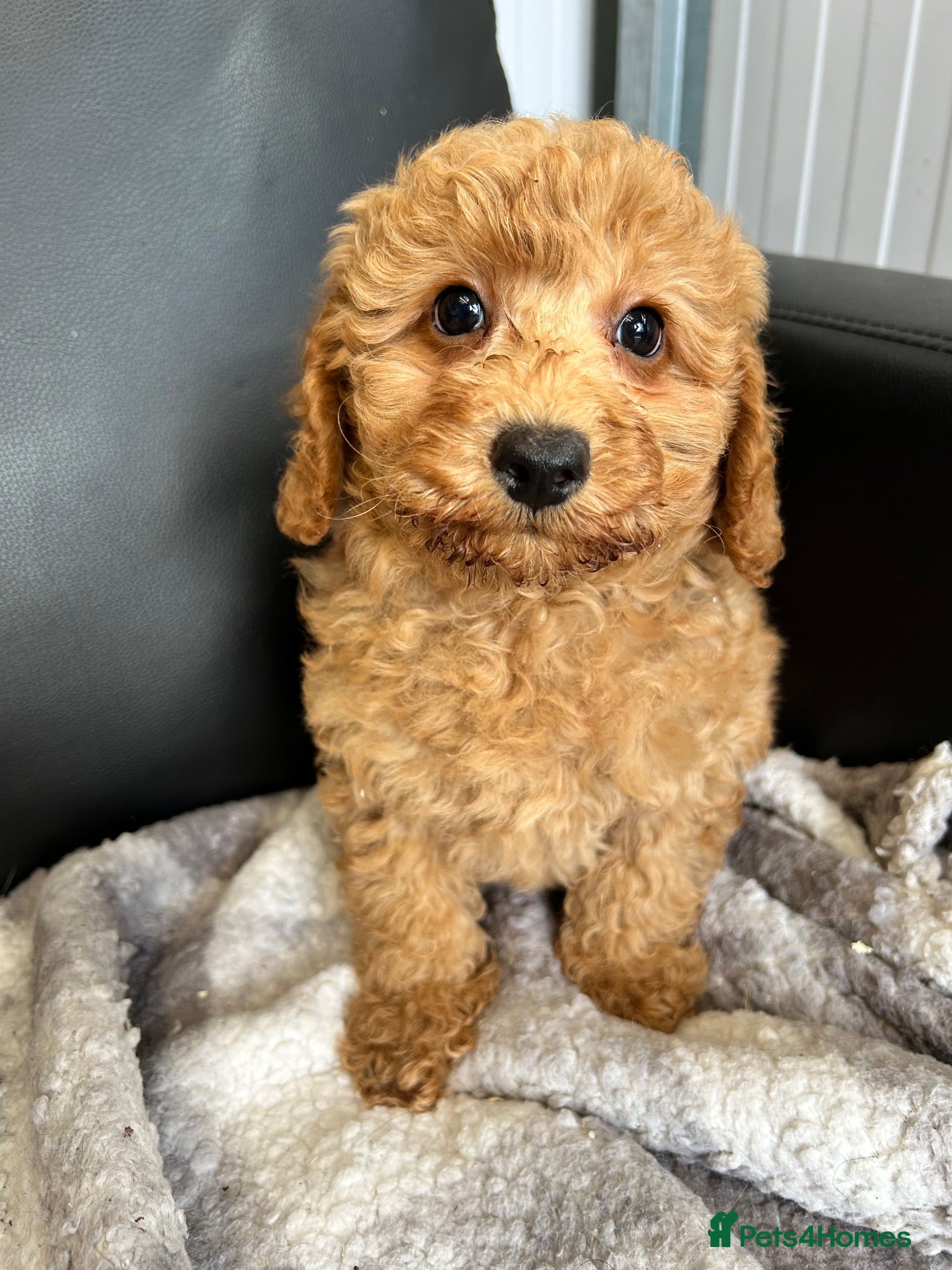 Toy Poodle dogs Two stunning kc reg toy poodle boys  - Advert 1