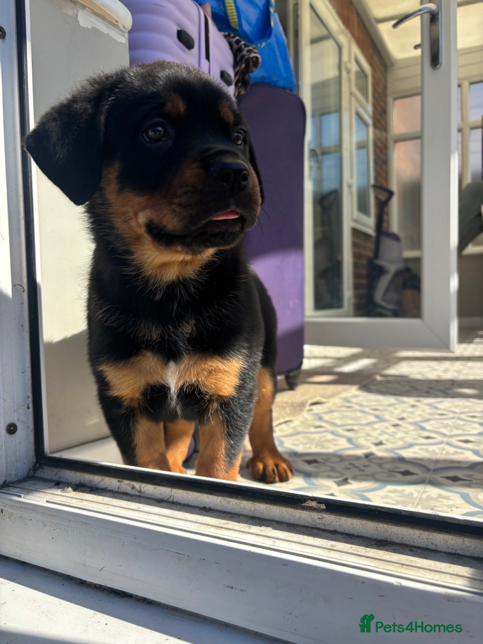 Mixed Breed dogs Rottweiler x Presa Canario - Advert 1