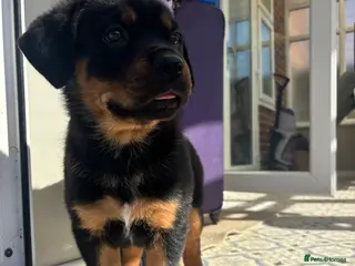 Mixed Breed dogs Rottweiler x Presa Canario - Advert 6