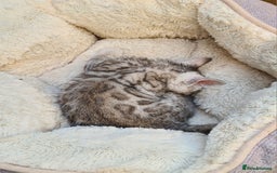 Bengal cats for sale: Full pedigree bengal kitten - Image 15