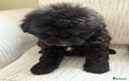 Mixed Breed dogs for sale: Shih-Poo or Shoodle - Image 9