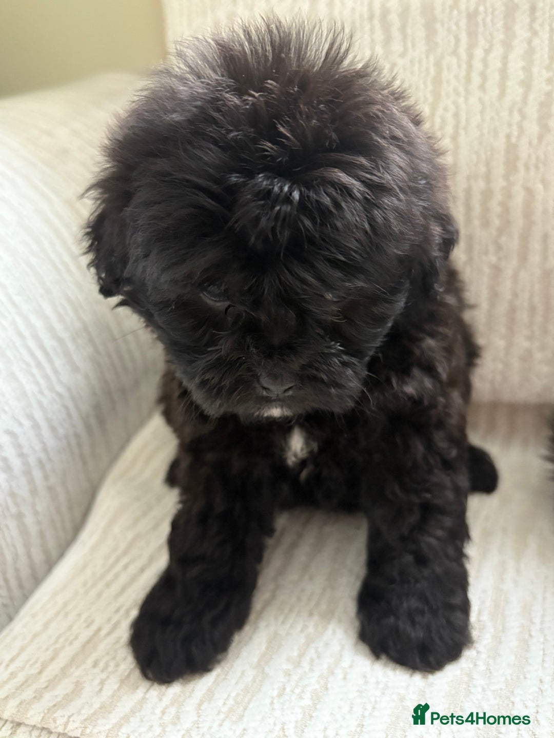 Mixed Breed dogs for sale: Shih-Poo or Shoodle - Image 9