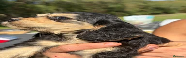 Cocker Spaniel 2