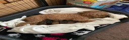 Cockapoo dogs for sale: TIny f1b cockapoos in Brandon - Advert 9