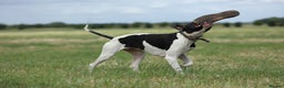 Pointer dogs for stud: Proven Health tested pointer  in Doncaster - Advert 4