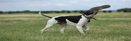 Pointer dogs for stud: Proven Health tested pointer  in Doncaster - Advert 4