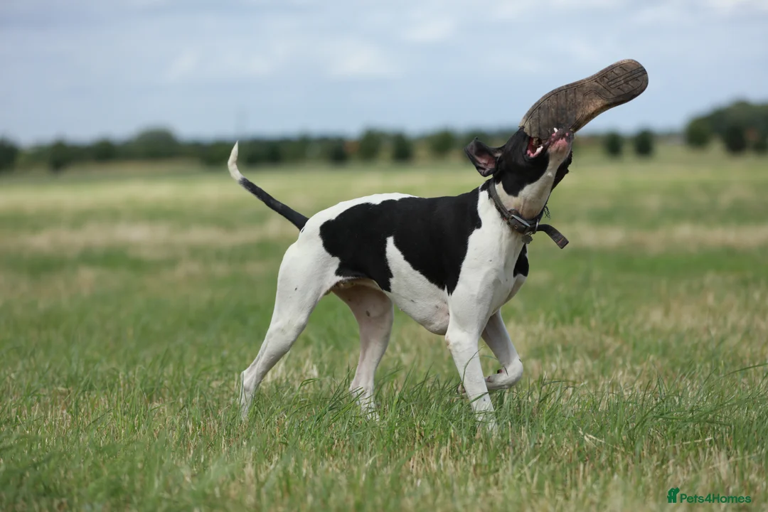 Pointer dogs for stud: Proven Health tested pointer  in Doncaster - Advert 4