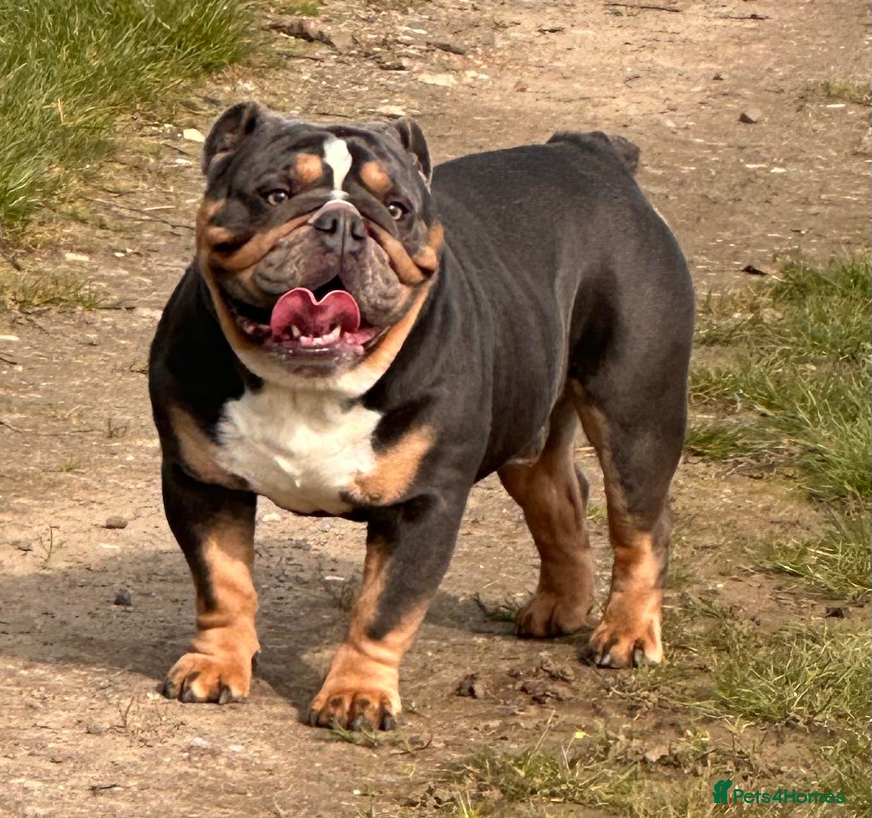 English Bulldog dogs for sale: 🐾 EXCEPTIONAL OLDE ENGLISH BULLDOG PUPPIES 🐾 - Advert 31