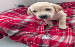 Labrador Retriever dogs for sale: Beautiful Labrador puppys  - Image 23