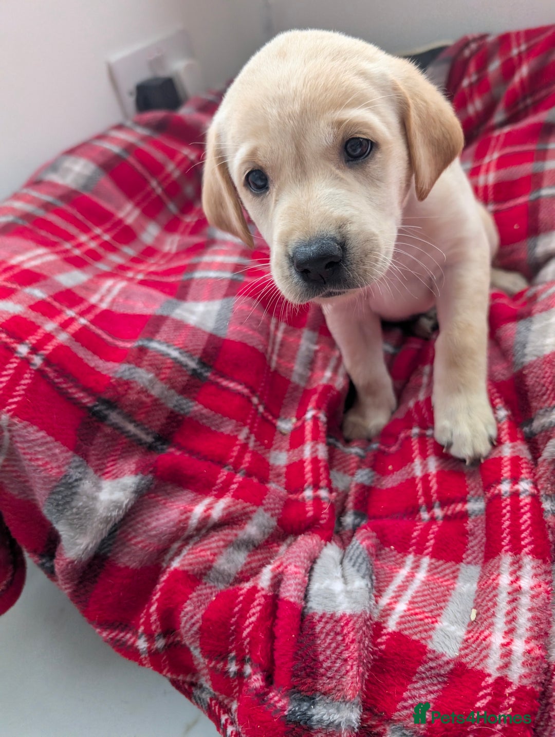 Labrador Retriever dogs for sale: Beautiful Labrador puppys  - Image 23