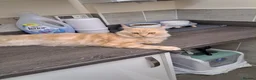 Maine Coon cats for sale: Rehoming Gentle Male Maine Coon - Advert 7
