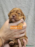 Cocker Spaniel dogs - Advert 8