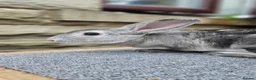 Rex rabbits for sale: Fenrir - Friendly Chinchilla buck - Advert 3