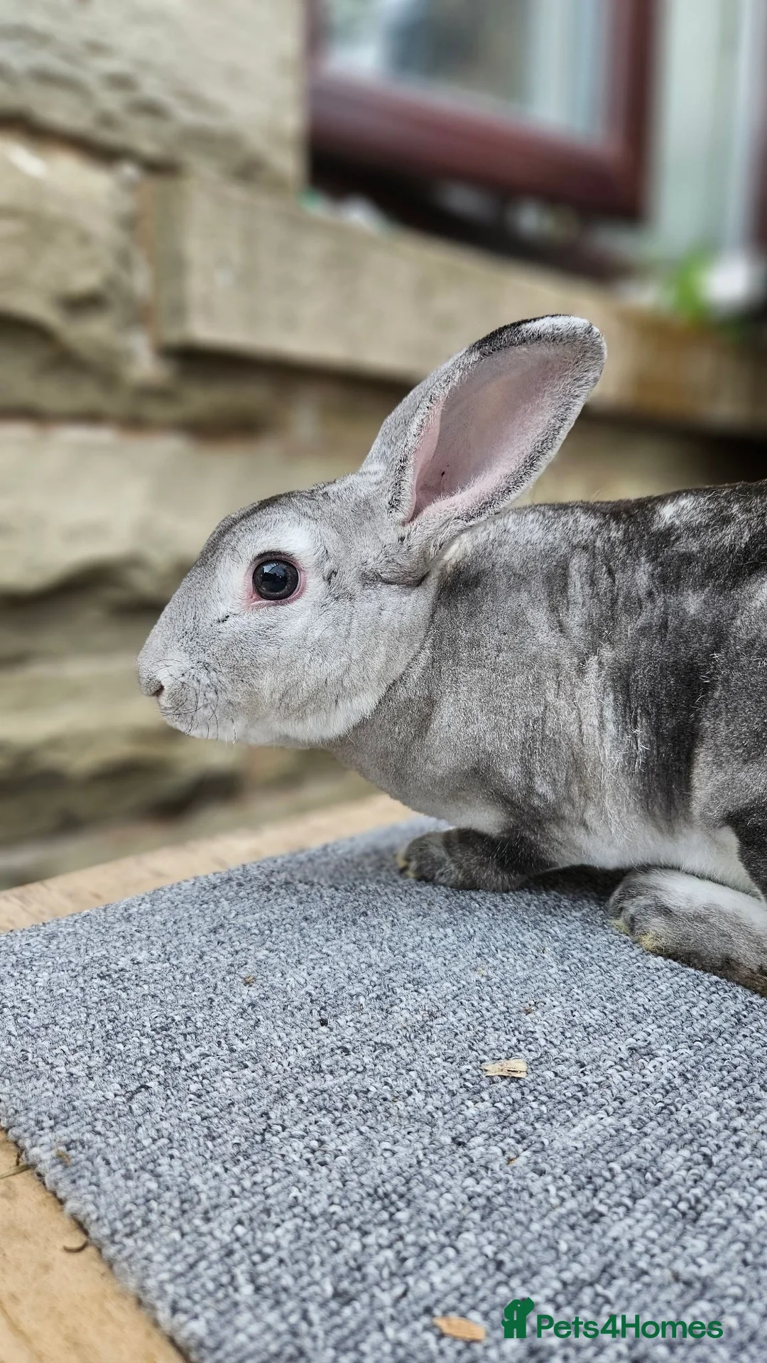 Rex rabbits for sale: Fenrir - Friendly Chinchilla buck - Advert 3