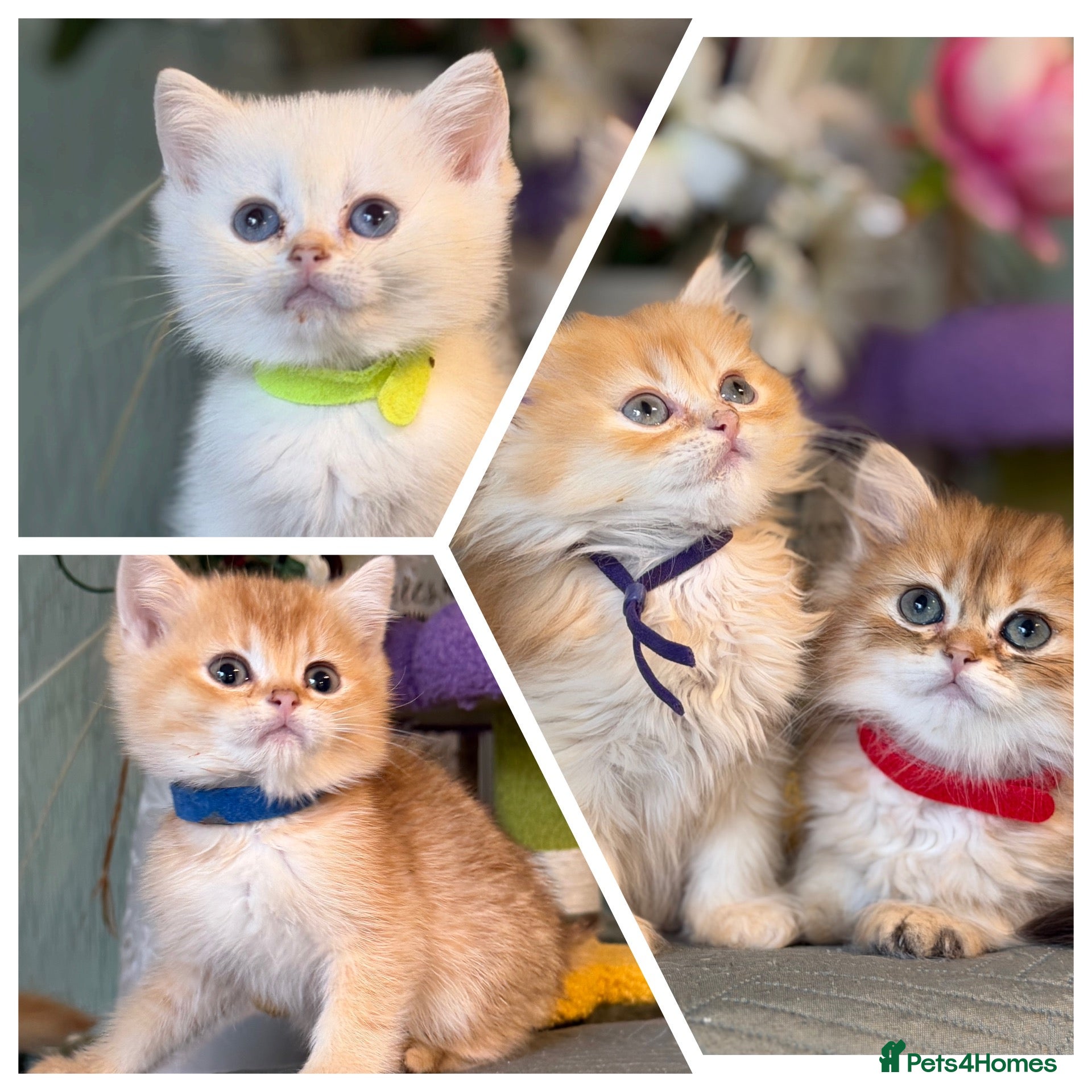British Shorthair cats British Sh/Longhair golden TICA - Advert 13